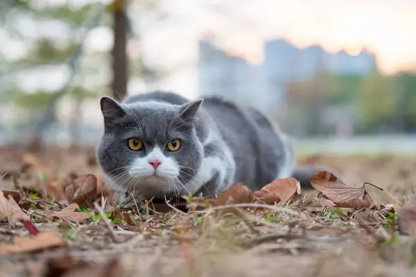 Βρετανική Γάτα Shorthair Βρίσκεται Νεκρό Γρασίδι Στο Πάρκο Φωτογραφία Αρχείου