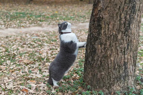 Βρετανική Γάτα Shorthair Έτοιμη Ανέβει Στο Δέντρο Φωτογραφία Αρχείου