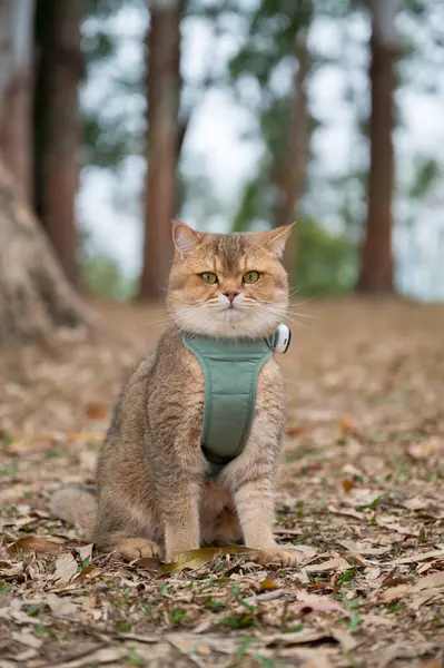 Κίτρινη Βρετανική Γάτα Shorthair Στο Πάρκο Γρασίδι Φωτογραφία Αρχείου