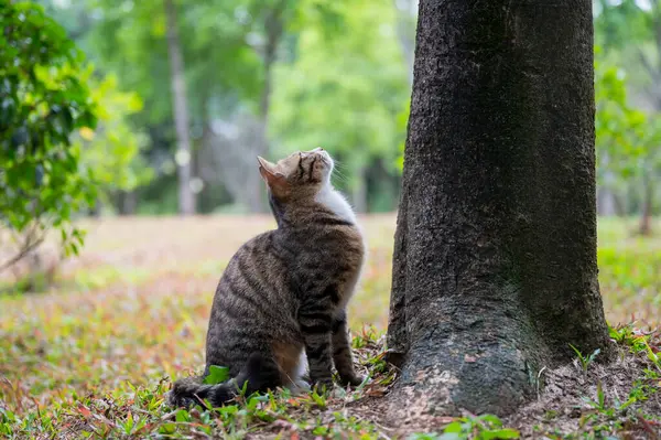 공원에 귀여운 고양이 스톡 사진