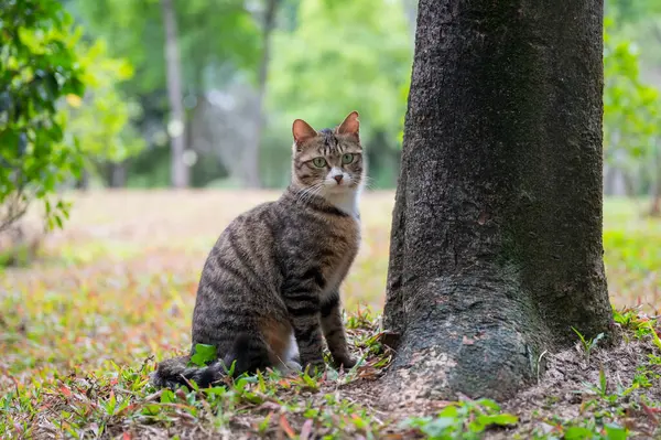 पार्क में प्यारा बिल्ली स्टॉक तस्वीर