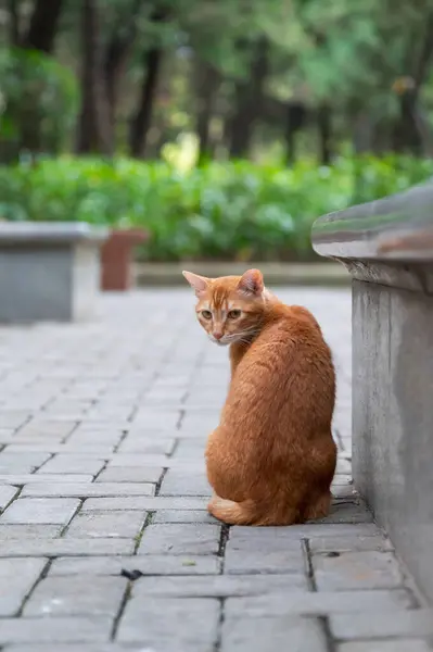 Parktaki Sevimli Kedi Yavrusu Telifsiz Stok Fotoğraflar