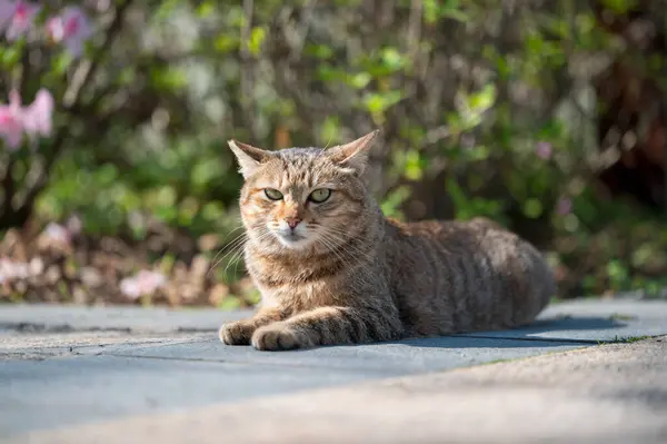 Kočka Parku Stock Snímky