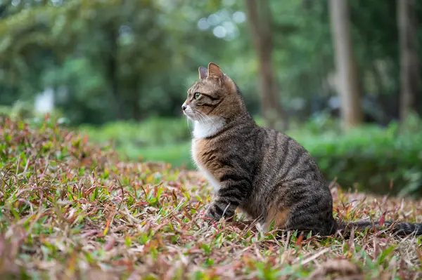 공원에 귀여운 고양이 스톡 사진