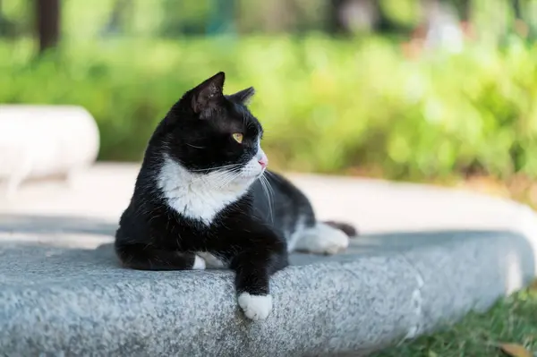 पार्क में बिल्ली स्टॉक तस्वीर
