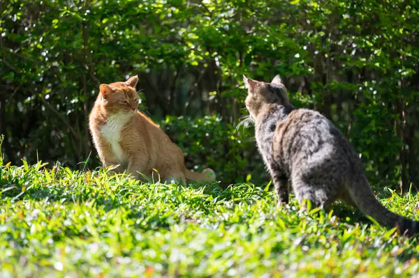 Två Katter Gräset Royaltyfria Stockbilder