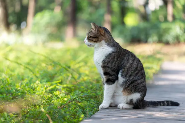 공원에 고양이 로열티 프리 스톡 사진