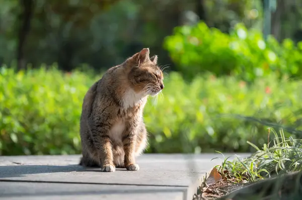 Kotě Sedí Zemi Parku Opaluje Stock Obrázky