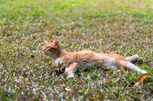고양이는 잔디에 로열티 프리 스톡 이미지