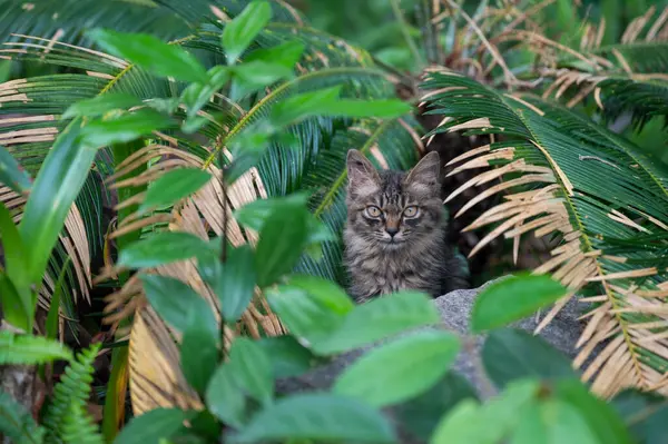 猫躲在植物里 图库照片