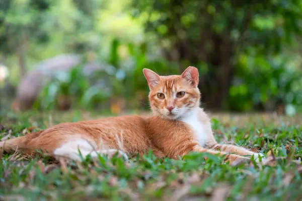 Kedi Yavrusu Parkta Çimlerin Üzerinde Yatıyor Stok Resim