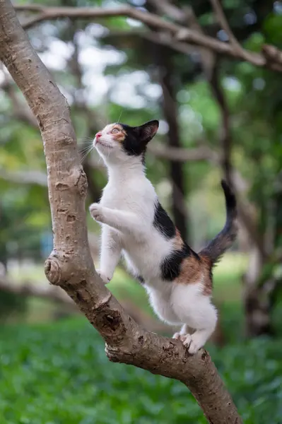 Кошеня Сходження Дерево Парку Стокове Фото