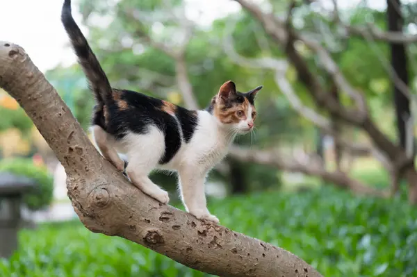 小猫爬上了公园里的一棵树 免版税图库图片