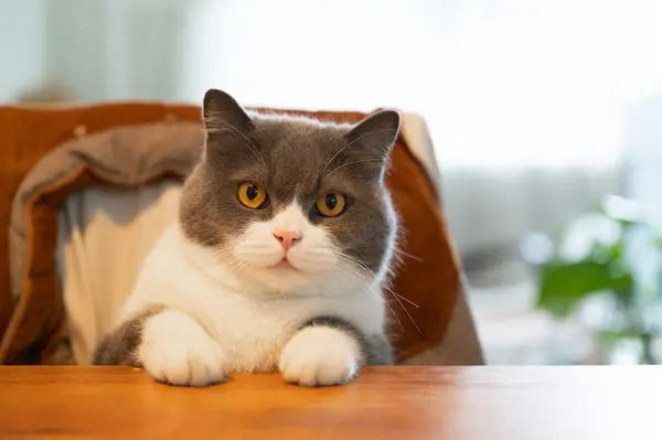 Британський Короткохвостий Кіт Сидить Обіднім Столом Ліцензійні Стокові Фото