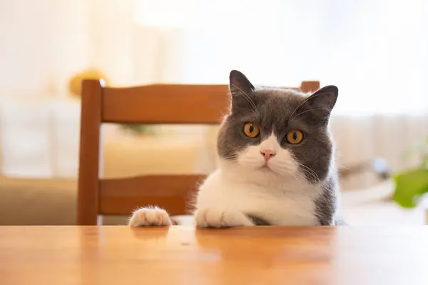 Британський Короткохвостий Кіт Сидить Обіднім Столом Стокове Фото