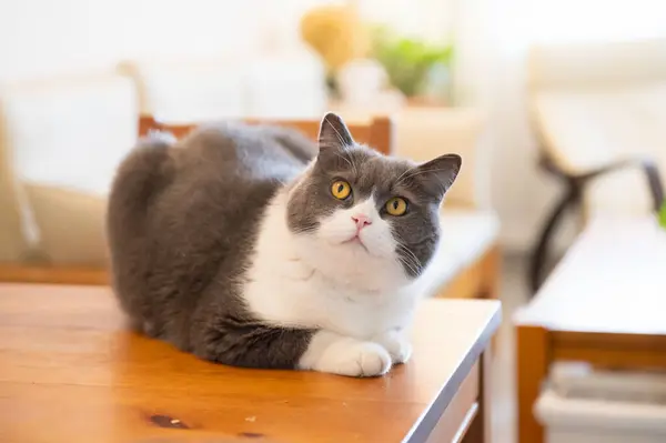 식탁에 영국짧은 고양이 스톡 사진