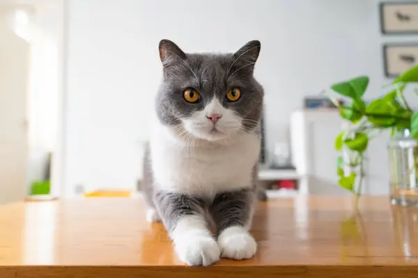 英国の短髪猫はテーブルの上に横たわる ロイヤリティフリーのストック画像