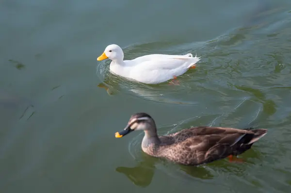 两只鸭子在水面上游泳 图库图片