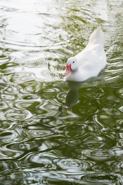 Kacsa Úszás Vízen Stock Kép