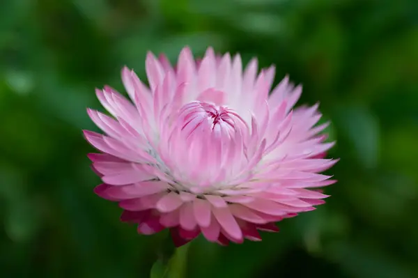 花の咲く美しい花のクローズアップ ロイヤリティフリーのストック写真