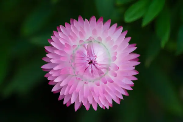 花の咲く美しい花のクローズアップ ロイヤリティフリーのストック画像