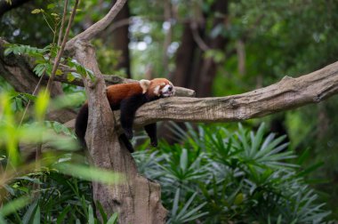 Red panda resting on a tree clipart