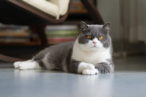 stock image British shorthair cat lying on the floor