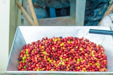 Meyve hamuru hamuru için olgunlaşmış kahveyi yakın plan çek.