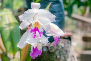 Doğal bir bahçede yetişen ORCHID (Cattleya labiata) 'ye yakın çekim