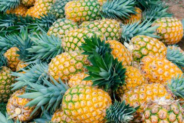 Taze toplanmış taze ananas çeşidine yakın plan ballı altın (Ananas comosus)