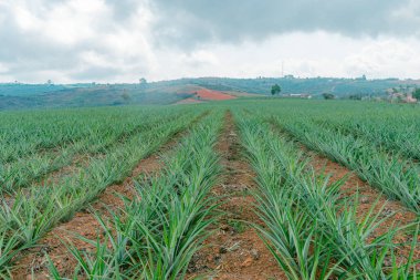 Kolombiya 'daki ananas çiftliği, Altın Bal çeşidi (Ananas comosus)