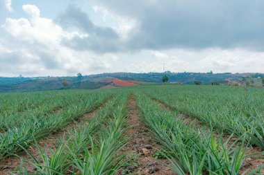 Kolombiya 'daki ananas çiftliği, Altın Bal çeşidi (Ananas comosus)