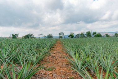 Kolombiya 'daki ananas çiftliği, Altın Bal çeşidi (Ananas comosus)