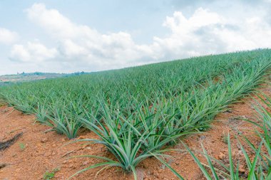 Pineapple plantation in Colombia, Gold Honey variety (Ananas comosus) clipart