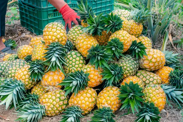 Taze toplanmış taze ananas çeşidi Altın Bal 'ın elle toplanması (Ananas comosus)