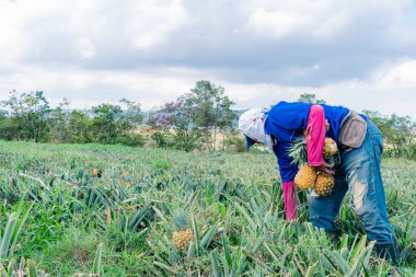 Villanueva, Santander, Kolombiya, Nisan 04, 2024, erkekler ananas biriktirip sınıflandırıyorlar, şu anda ananasın fiyatı yoğun yaz ve düşük üretim nedeniyle önemli ölçüde arttı..