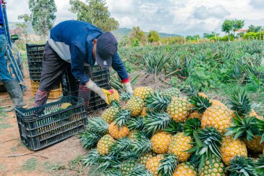 Villanueva, Santander, Kolombiya, Nisan 04, 2024, adam ananas toplayıp sınıflandırıyor, şu anda ananasın fiyatı yoğun yaz ve düşük üretim nedeniyle önemli ölçüde arttı..