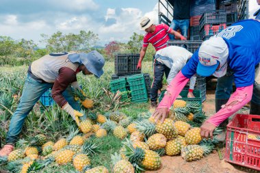 Villanueva, Santander, Colombia, April 04, 2024, men collect and classify pineapple, currently the price of pineapple has skyrocketed considerably due to the intense summer and low production. clipart