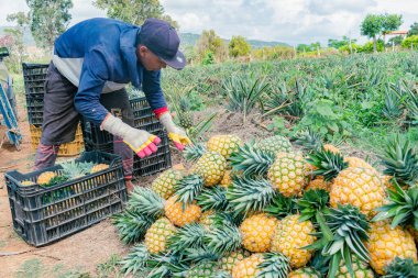 Villanueva, Santander, Colombia, April 04, 2024, man collects and classifies pineapple, currently the price of pineapple has skyrocketed considerably due to the intense summer and low production. clipart