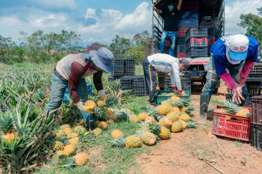 Villanueva, Santander, Kolombiya, Nisan 04, 2024, erkekler ananas toplayıp sınıflandırıyor, şu anda ananas fiyatları yoğun yaz ve düşük üretim nedeniyle oldukça yükseldi..