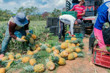 Villanueva, Santander, Colombia, April 04, 2024, men collect and classify pineapple, currently the price of pineapple has skyrocketed considerably due to the intense summer and low production. clipart