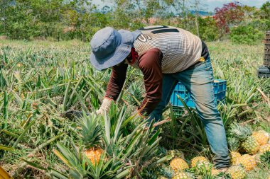 Villanueva, Santander, Colombia, April 04, 2024, man collects and classifies pineapple, currently the price of pineapple has skyrocketed considerably due to the intense summer and low production. clipart