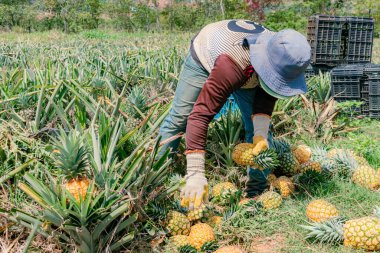 Villanueva, Santander, Kolombiya, Nisan 04, 2024, adam ananas toplayıp sınıflandırıyor, şu anda ananasın fiyatı yoğun yaz ve düşük üretim nedeniyle önemli ölçüde arttı..