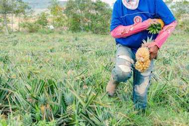 Villanueva, Santander, Colombia, April 04, 2024, men collects and classifies pineapple, currently the price of pineapple has skyrocketed considerably due to the intense summer and low production. clipart