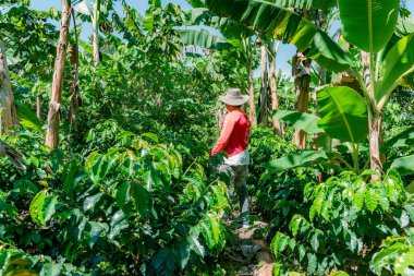 Mogotlar, Santander, Kolombiya, Nisan 10.2024, kahve çiftçisi büyüme ve üretim seviyesini inceleyen kahve tarlasını gözlemliyor.