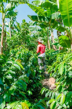 Mogotlar, Santander, Kolombiya, Nisan 10.2024, kahve çiftçisi büyüme ve üretim seviyesini inceleyen kahve tarlasını gözlemliyor.