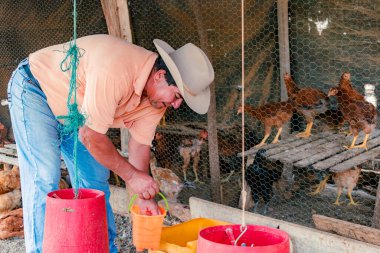 Villanueva, Santander, Kolombiya, 2 Nisan 2024, Latin çiftçi tavuk bahçesinde Creole yumurtası biriktirip yerel pazarda satarak mevcut fiyattan yararlanıyor..