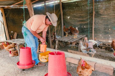 Villanueva, Santander, Kolombiya, 2 Nisan 2024, Latin çiftçi tavuk bahçesinde Creole yumurtası biriktirip yerel pazarda satarak mevcut fiyattan yararlanıyor..