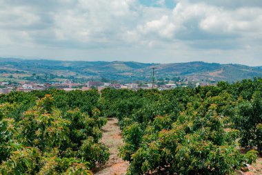 Kolombiya dağlarında avokado (Persea Americana) papelillo çeşitliliği