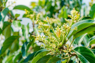 Avokado çiçeği (persea Americana) polen üreten arılarla papelillo çeşitliliği